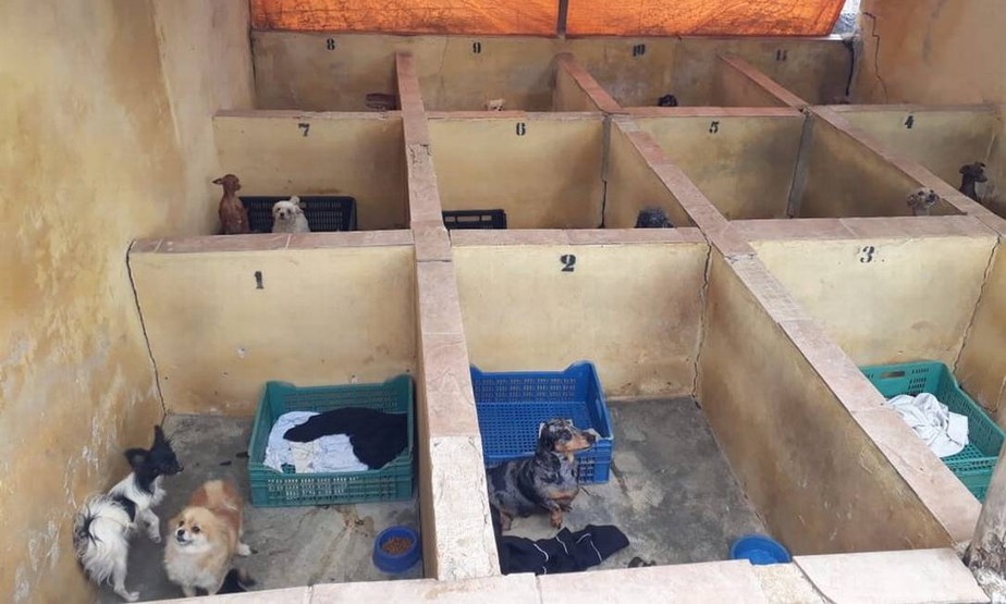 Animais resgatados em canil na cidade de Piedade (SP)
