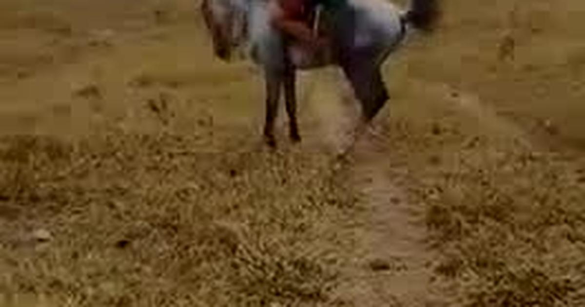 Vídeo: carroceiro é flagrado espancando cavalo com chicote no Guará