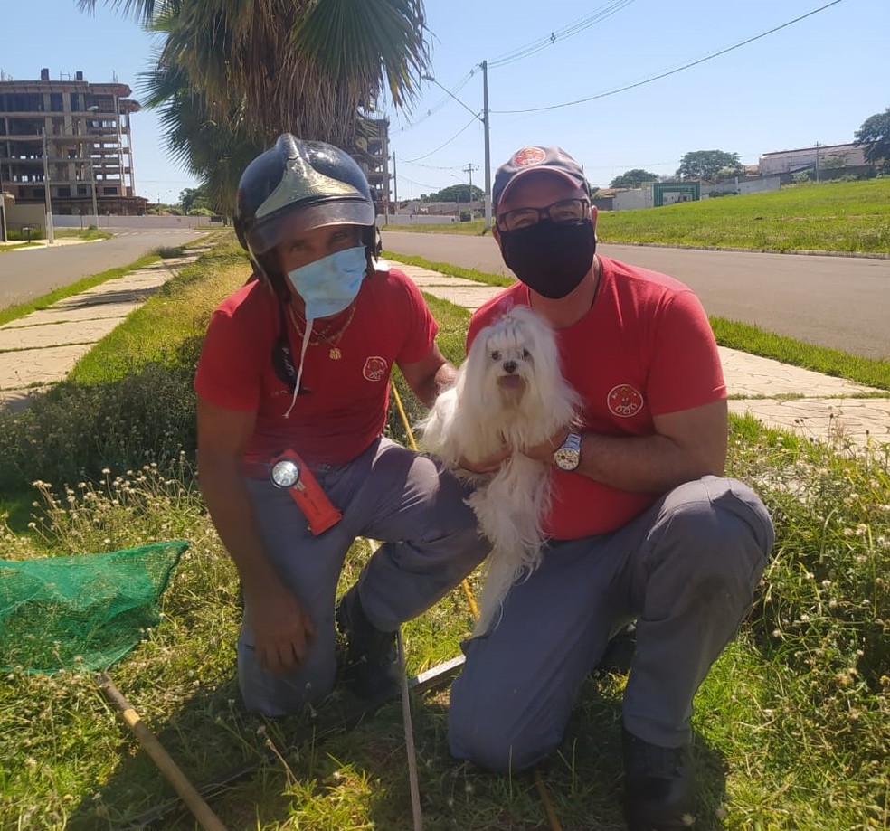 Corpo de Bombeiros de Fernandópolis resgata cachorrinha que caiu em bueiro — Foto: Corpo de Bombeiros/Divulgação