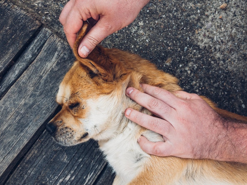 Uma das maneiras de lidar com uma infestação pequena de carrapatos é removendo-os manualmente do pelo do cachorro — Foto: Flickr/ Ivan Radic/ CreativeCommons