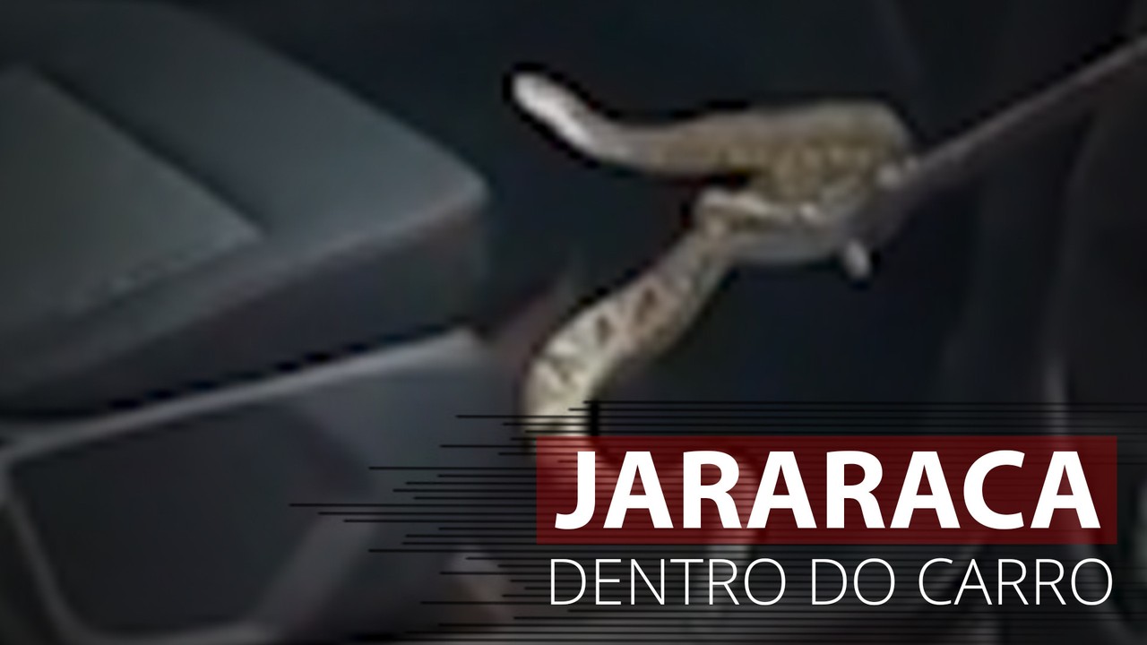Vídeo mostra jararaca sendo resgatada de dentro de carro em Guaxupé, MG