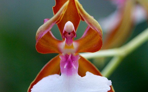 10 orquídeas com formatos inusitados - Casa e Jardim | Paisagismo