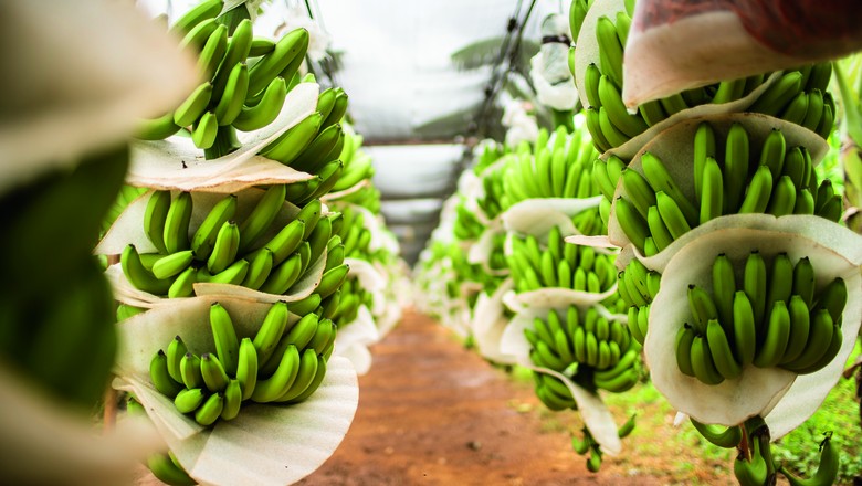 O Ceará exportou mais de 19 mil toneladas de bananas para a Europa no ano passado, das quais quase 12 mil toneladas saíram da fazenda de Brok (Foto: Luiz Maximiano/Editora Globo)