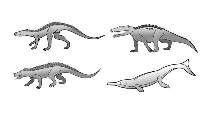 Havia mais espécies de crocodilos no passado: gigantes, herbívoros, corredores e marítimos (Foto: Universidade de Bristol)