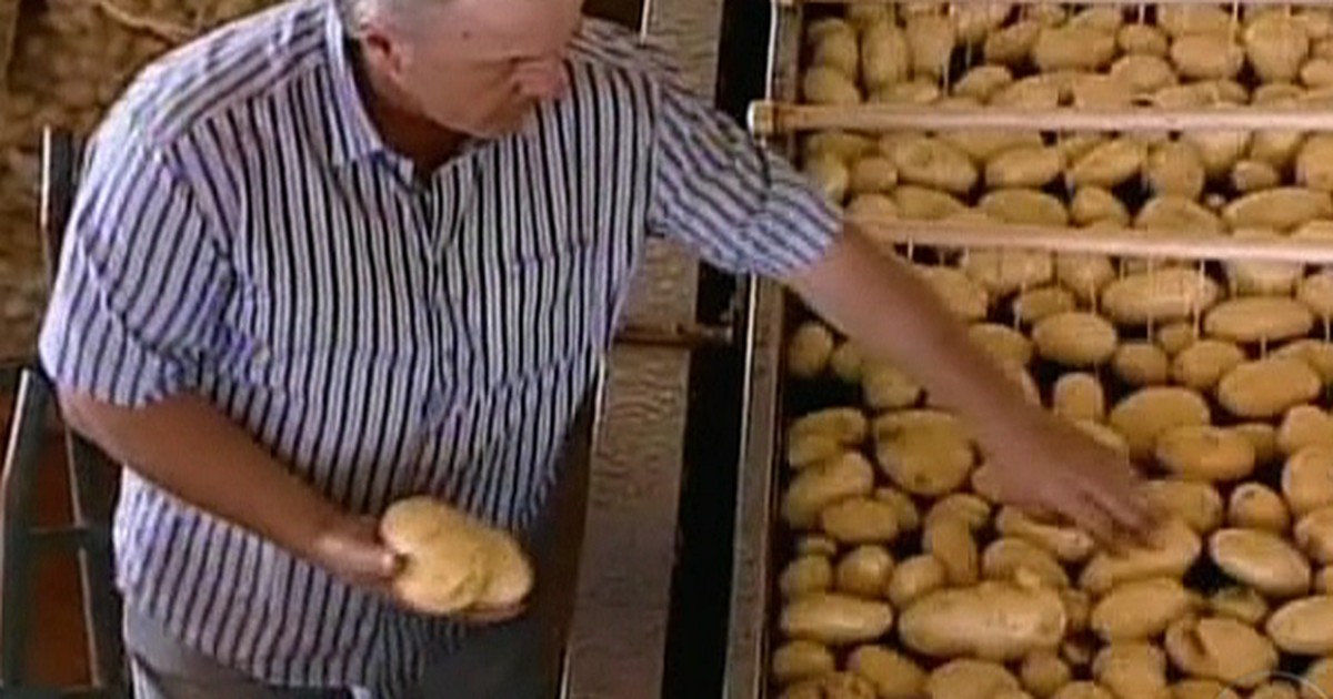 Agronegócios - Agricultores de MG colhem a safra da batata de olho no clima