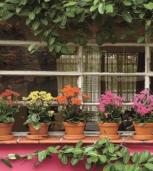 Casa com flores (Foto: Casa e Jardim)