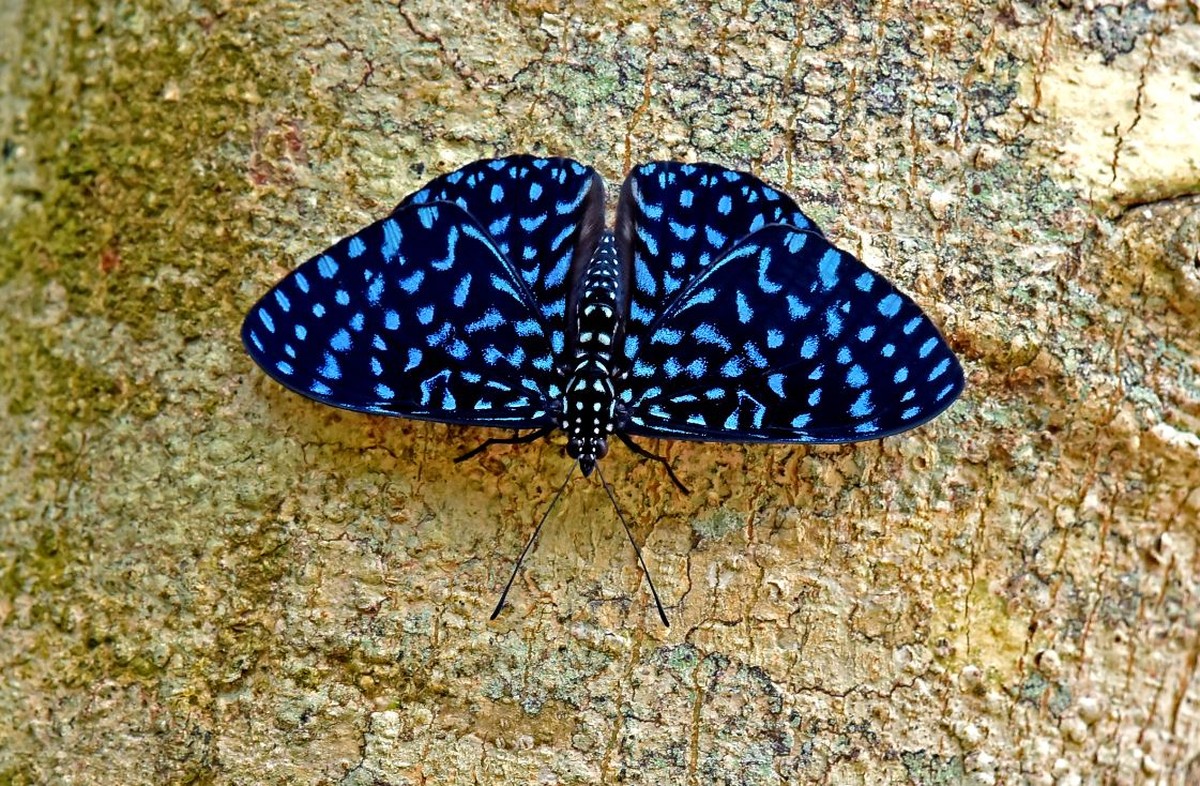 Borboletas e mariposas se diferenciam por repouso das asas e antenas