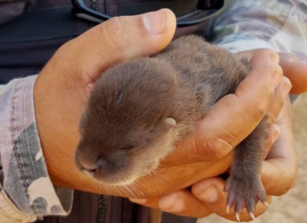 Filhote de lontra com cerca de sete dias de vida é resgatado em Planaltina, no Distrito Federal — Foto: Divulgação/Batalhão Ambiental