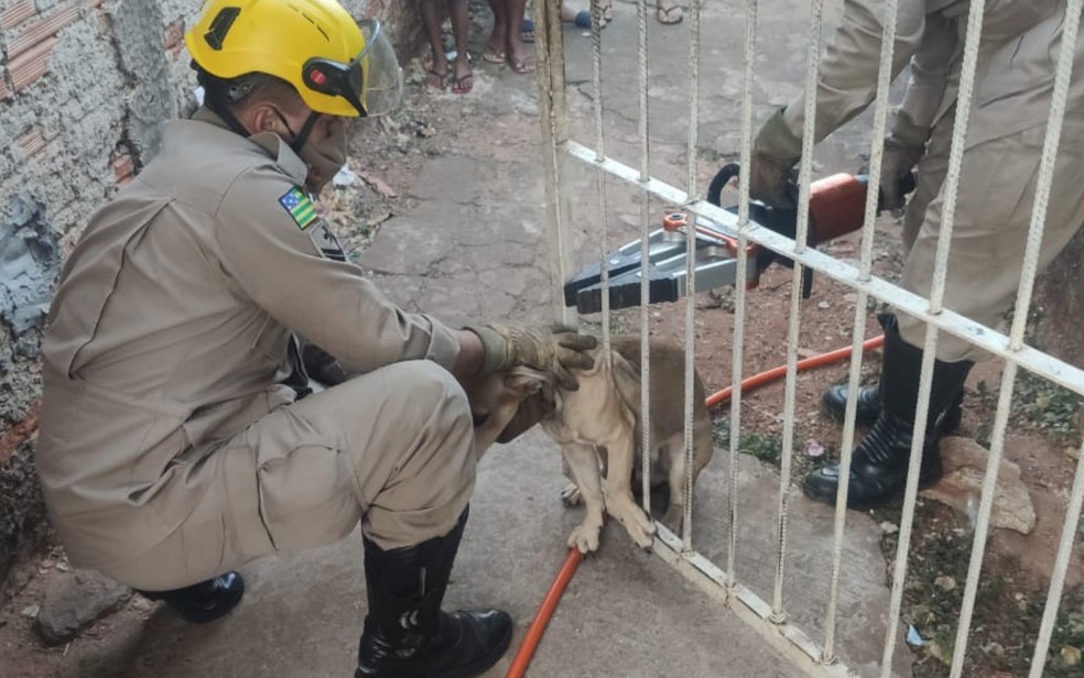 Bombeiros usaram um desencarcerador e uma pinça para afastar as duas grades onde o cachorro ficou preso, em Goiás — Foto: Reprodução/CBM