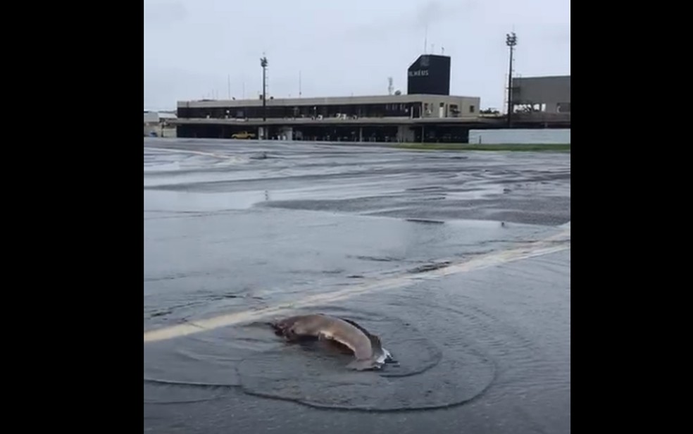 Imagem de um dos peixes que foi achado na pista do aeroporto de Ilhéus neste sábado — Foto: Redes Sociais