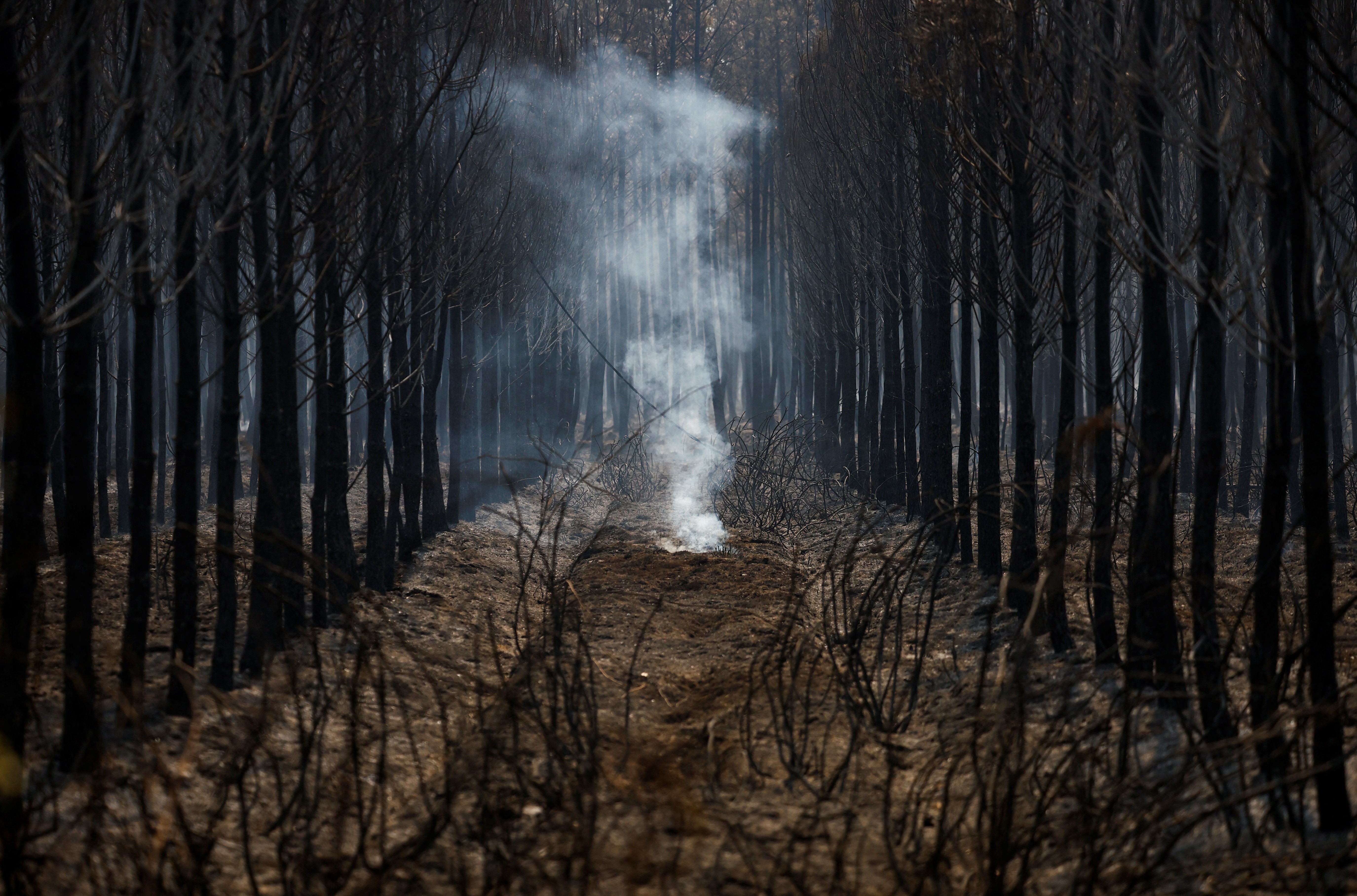 Árvores e vegetação completamente queimadas após incêndios na região de Gironda, no sudoeste da França  (Foto: REUTERS/Stephane Mahe)