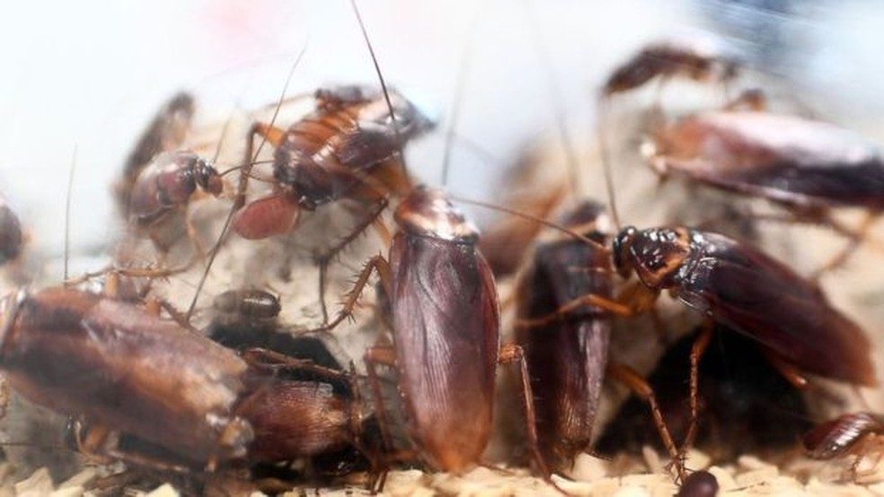 Declínio no número de predadores naturais pode causar aumento na população de insetos como as baratas — Foto: Getty Images/BBC