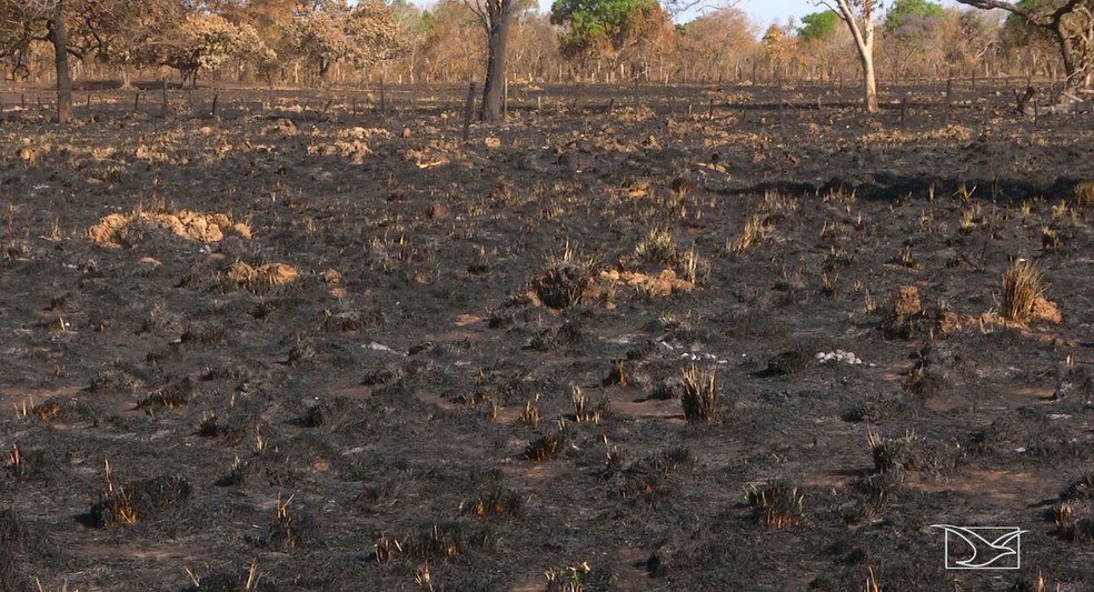 O fogo destruiu mais de 200 hectares de pasto de uma fazenda e além de atingir o capim, o fogo chegou a copa das árvores. (Foto: Reprodução/ TV Mirante)