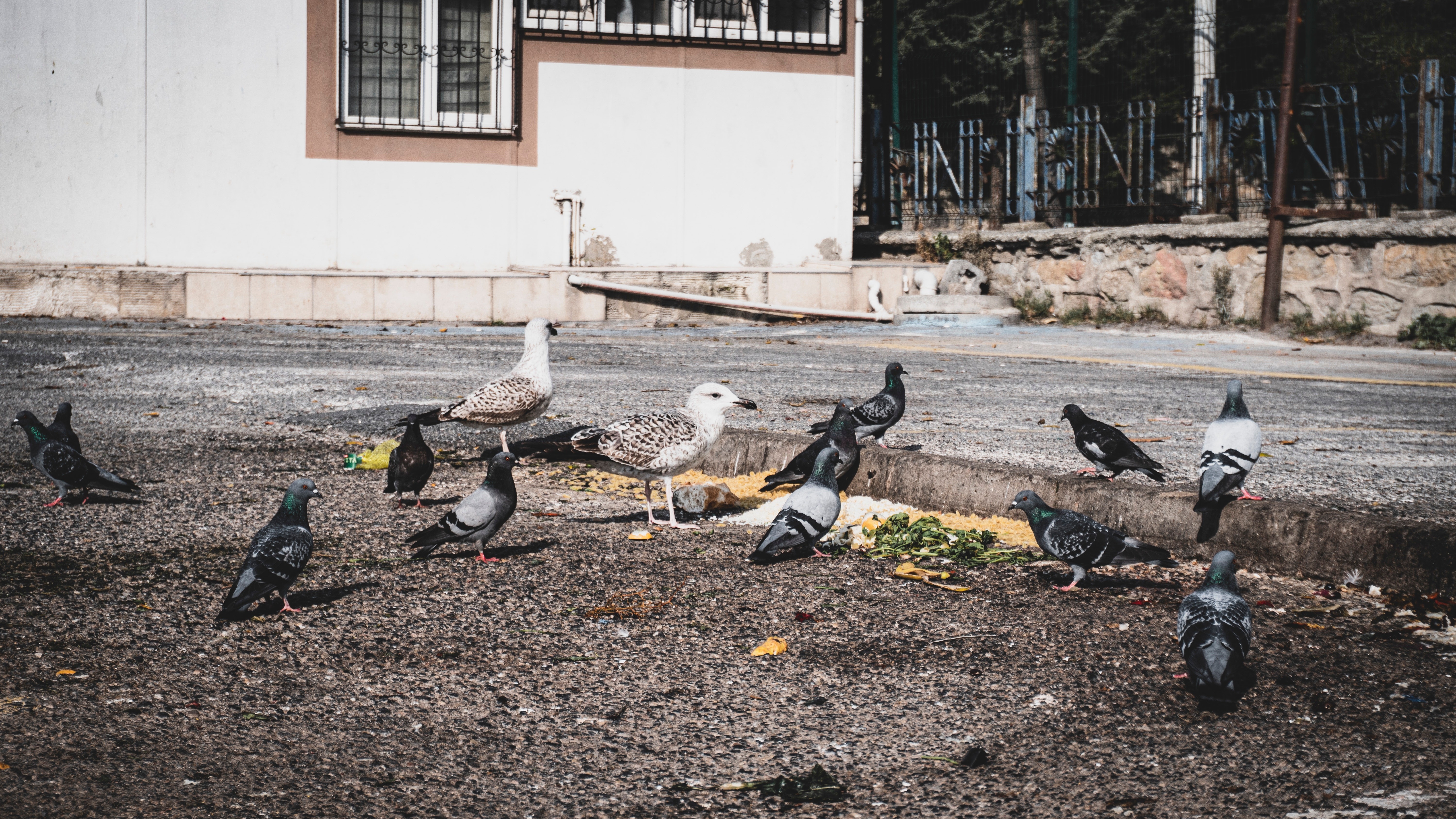 Pombos comendo restos de comida (Foto: Tugay Aydin/Pexels)