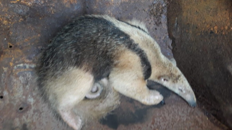 Animal capturado em Gurupi foi devolvido Ã  natureza â€” Foto: DivulgaÃ§Ã£o/ PM Ambiental