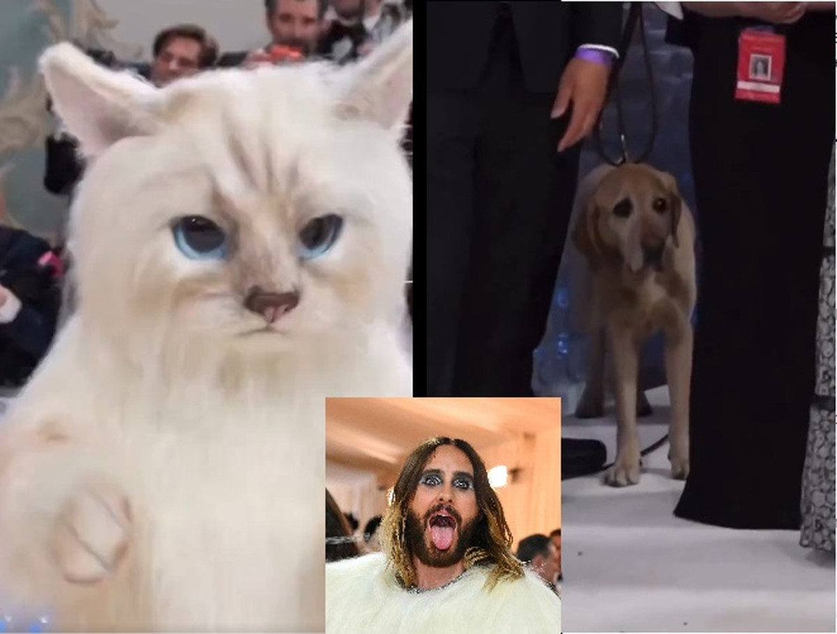 Die Reaktion des Hundes, Jared Leto in einer riesigen Katze bei der Met Gala zu sehen, wird viral |  Unterhaltung