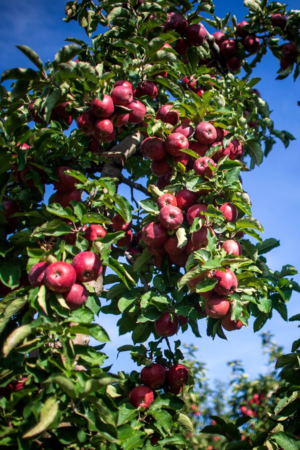 Como plantar frutas em casa - maçã (Foto: Getty Images)