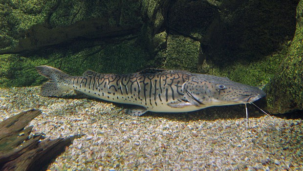 peixe pintado, (Foto: Chrumps, CC BY-SA 4.0 <https://creativecommons.org/licenses/by-sa/4.0>, via Wikimedia Commons)