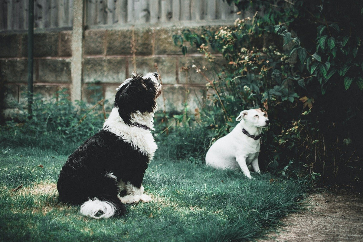 Os tutores de cães surdos e cegos devem promover diferentes estímulos ao longo do dia, para aflorar os outros sentidos do pet (Foto: Pexels/ Lisa/ CreativeCommons)