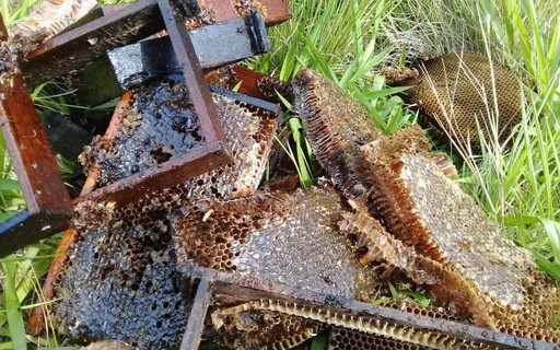 Morte de abelhas preocupa em Sobradinho; perda pode chegar a 6