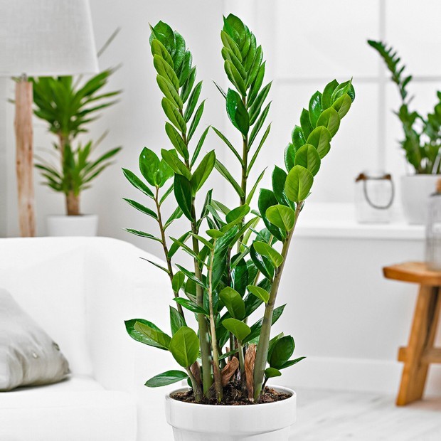 5 plantas que vão bem em qualquer ambiente da casa (Foto: Reprodução/ Pinterest)