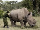 África do Sul expulsa diplomata por traficar chifre de rinoceronte
