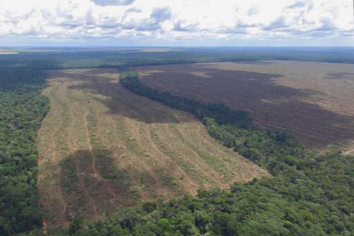 Governo Bolsonaro e apoiadores rejeitam dados de satélite que revelam índices de desmatamento na Amazônia  (Foto: Ibama)
