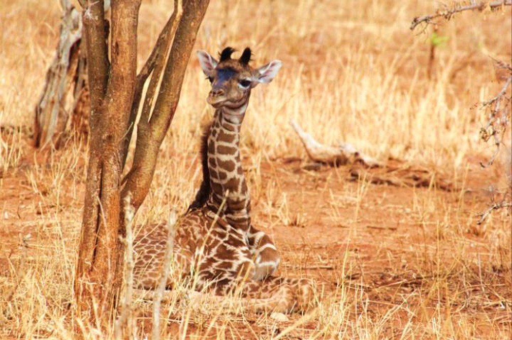 As girafas recém-nascidas com manchas grandes e irregulares sobrevivem melhor durante os primeiros meses de vida, de acordo com um novo estudo conduzido por pesquisadores da Penn State. â€” Foto: Derek Lee, Wild Nature Institute/Penn State