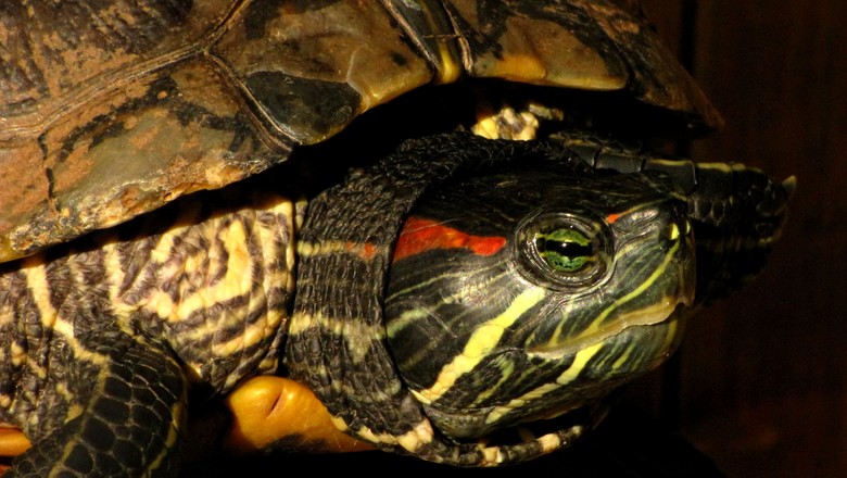 tartaruga tigre d'água (Foto: Getty Images)