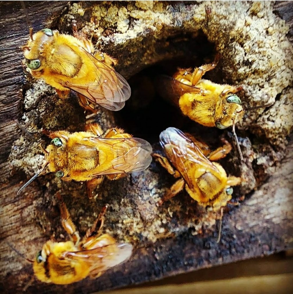 Espécies nativas e sociais: criação de abelhas sem ferrão em casa ganha adeptos em SC; saiba as regras e cuidados | Campo e Negócios | G1