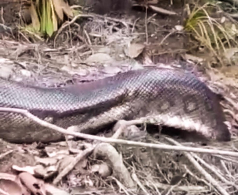 Anaconda flagrada por pescador se esconde em buraco na mata — Foto: Reprodução
