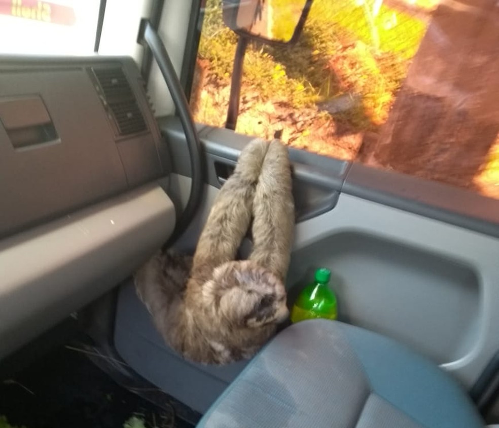 Bicho-preguiça viajou por cerca de oito horas com caminhoneiro — Foto: Divulgação