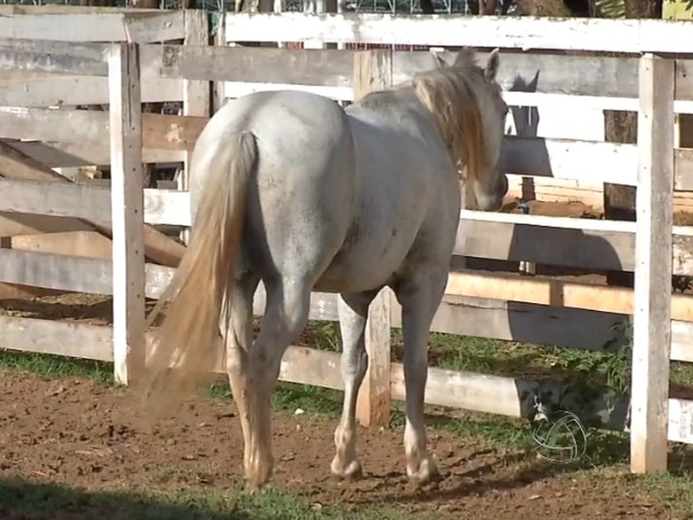 Doença de mormo atinge equinos.  — Foto: Reprodução/TVCA