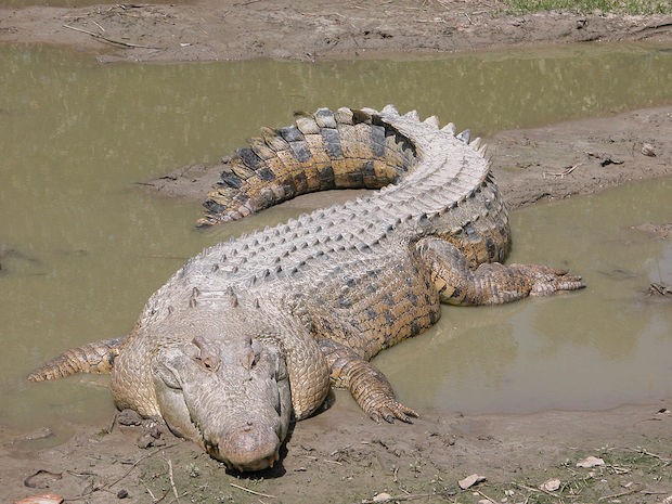 Crocodilo-de-água-salgada - Crocodylus porosus (Foto: Domínio Público / WikimediaCommons)