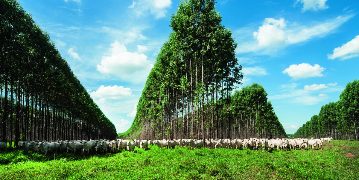 Brasil pode aprovar lei de regulação do mercado de carbono antes da COP 28 - Revista Globo Rural