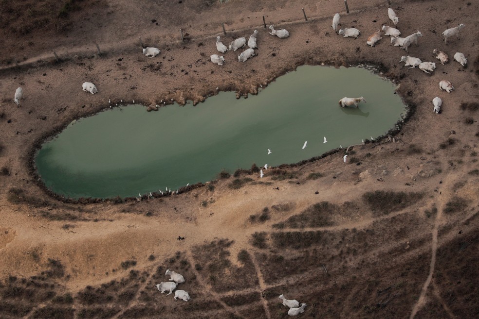 Vista aérea mostra gado pastando em área desmatada da Amazônia próxima a Porto Velho, no dia 14 de agosto. — Foto: Ueslei Marcelino/Reuters