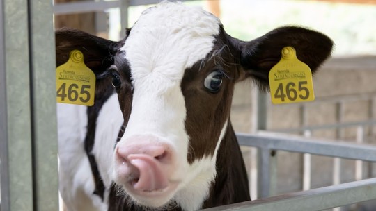 Premiação incentiva bem-estar animal e melhoria da sanidade em fazendas leiteiras