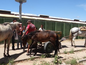 Carroceiro chegou com três animais debilitados (Foto: Michelle Farias/G1)