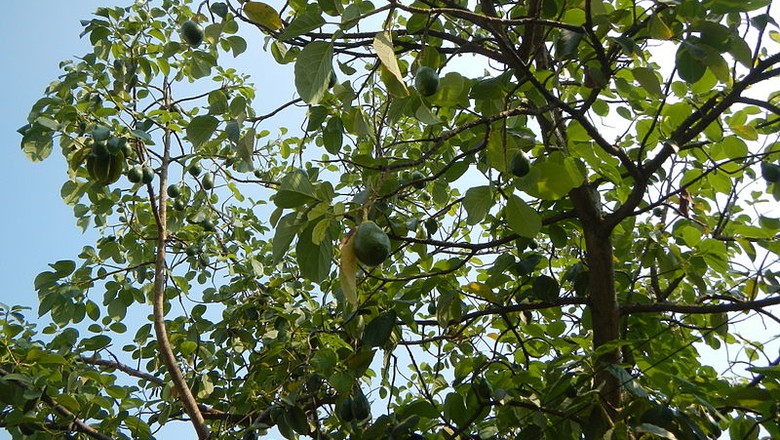 abacateiro-Persea americana Mill.-abacate-arvore (Foto: Judgefloro/Creative Commons)