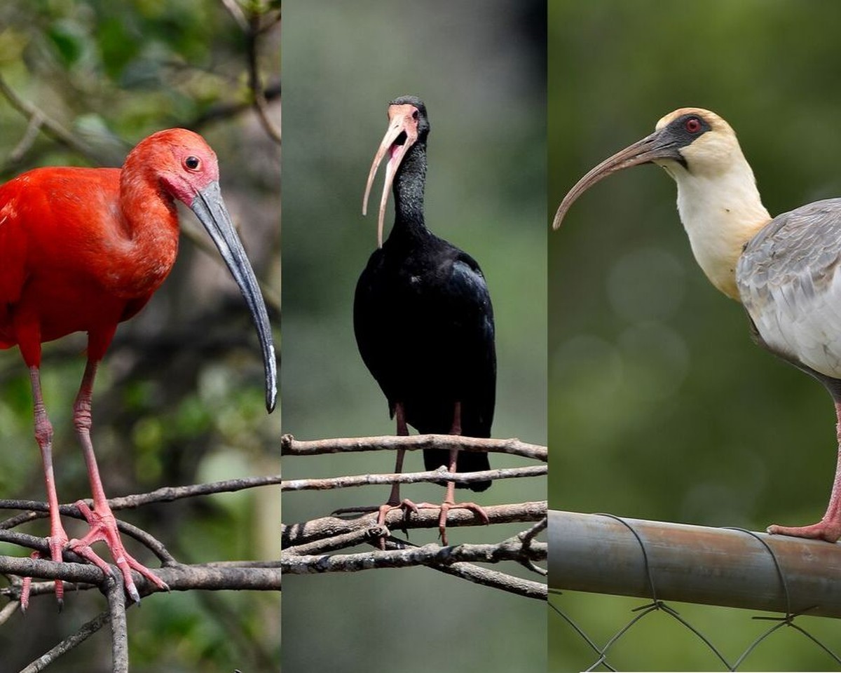 Conheca Os Parentes Das Curicacas Guaras E Colhereiros Terra Da Gente G1 Faça o download de impressionantes imagens gratuitas sobre garça preta. conheca os parentes das curicacas