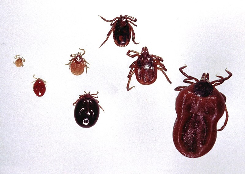 Diversos estágios da vida do carrapato, transmissor da doença de Lyme (Foto: Wikimedia Commons)