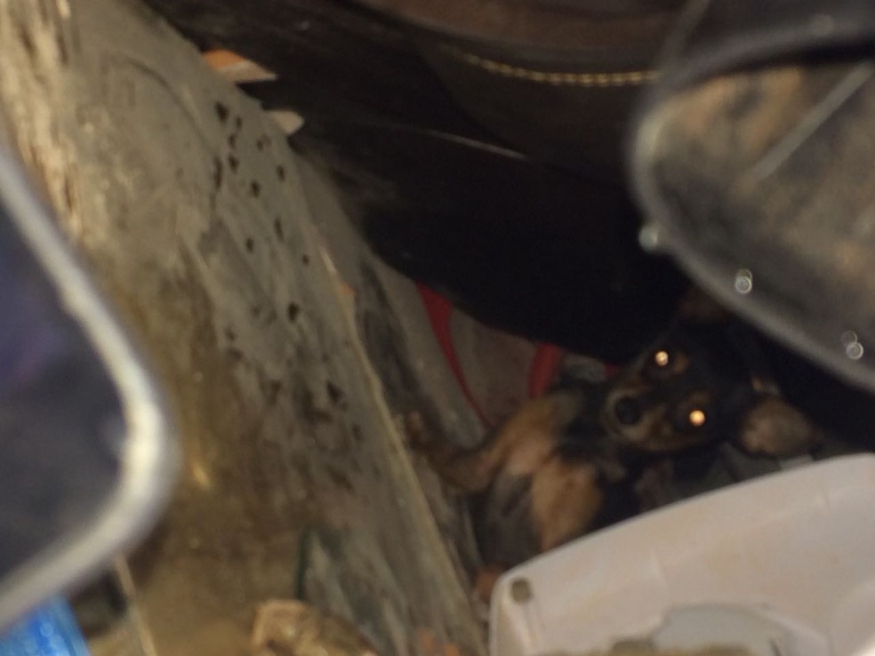Cachorro foi encontrado sob os escombros após desabamento de imóvel em Salvador (Foto: Alan Tiago Alves/ G1)