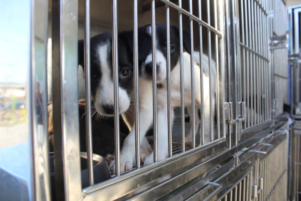 Adoção De Cães De Raça Rj 2015 Rio Das Ostras Rj Tem Caes E Gatos Disponiveis Para Adocao