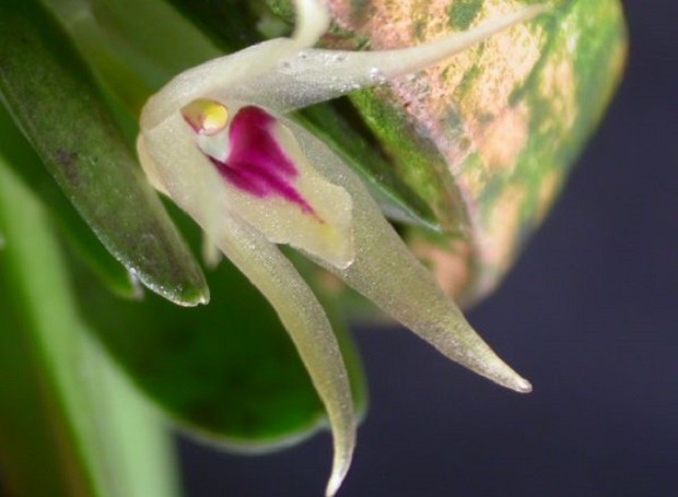 A orquídea da espécie 'Octomeria estrellensis' já foi vista nos estados do ES, SP e RJ (Foto: Dalton Holland Baptista / Wikipédia Commons)