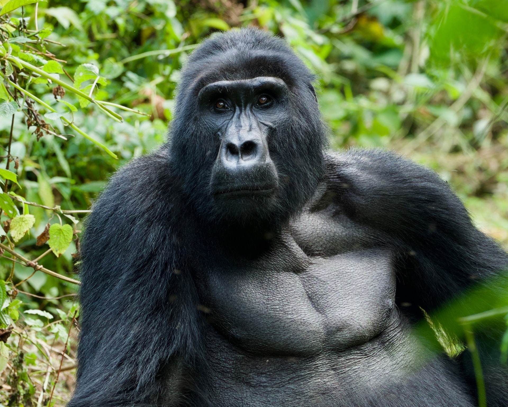 Estudo utilizou dados de gorilas-das-montanhas coletados desde 1967  (Foto: Leila Boujnane/Unsplash)