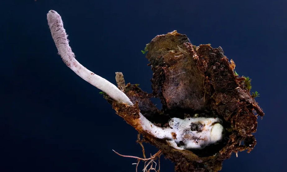 O fungo parasita roxo, descoberto na Mata Atlântica do Brasil, saindo da toca da aranha alçapão depois de se envolver em torno do aracnídeo.