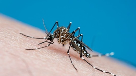 Casos de dengue no Brasil aumentaram 171% entre 2021 e 2022, alerta Ministério da Saúde