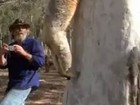 Coala encontrado em área desmatada na Austrália é libertado; veja vídeo