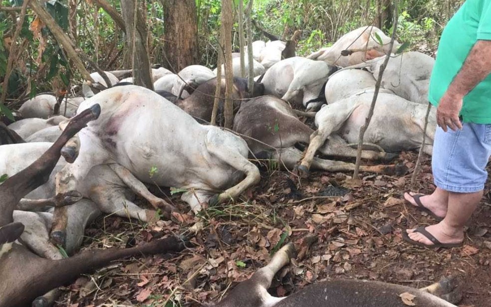 Queda de raio mata 37 cabeças de gado em fazenda de São Patrício (Foto: Luzair Batista Teixeira Júnior/Arquivo Pessoal)