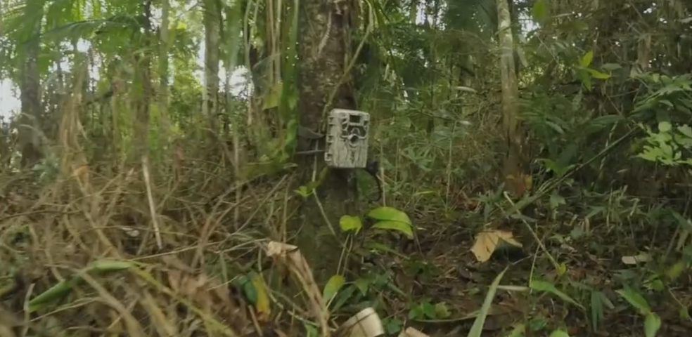 Câmera flagrou presença de felino em uma propriedade de Tapiraí (SP) (Foto: TV TEM/Reprodução)